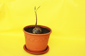 avacado grows in a pot