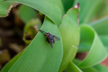 fly