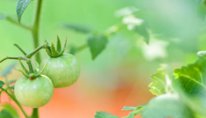 Green tomato in the plants farm agriculture organic with sunlight - Fresh green unripe tomatoes growing in the garden