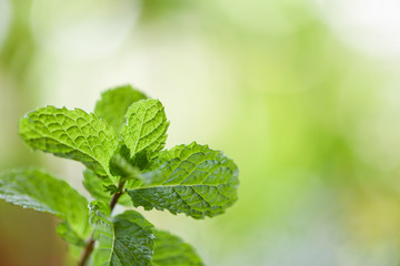 Peppermint leaf in the garden nature green background - Fresh mint leaves herbs or vegetables food