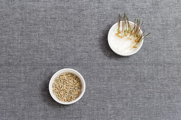 Germination of  wheat seeds for food. Healthy food, wheat sprouts are extremely useful for human body. Growing seeds at home.