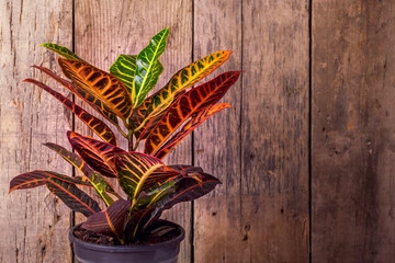 Croton Petra plant close-up. Botanical name is Codiaeum Variegatum. Natural wood background, copy space for text. Beautiful indoor plants. © Mehmet Gokhan Bayhan