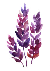 Watercolor hand-drawn purple flower lavender with leaves isolated on white background. Branch art creative nature red object for card, sticker, wallpaper, textile or wrapping.
