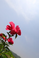 모란꽃이 보이는 아름다운 풍경