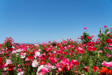 A clear blue sky and a field of poppies