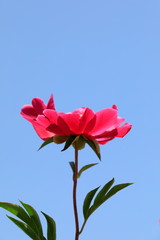 모란꽃이 보이는 아름다운 풍경