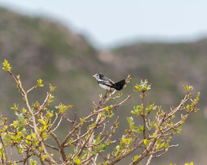 Cock-tailed Tyrant in Canastra Hills, Brazil
