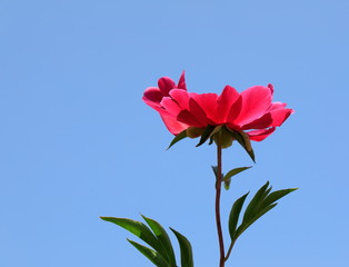 모란꽃이 보이는 아름다운 풍경