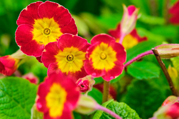 Fototapeta premium Blooms of Primula with purple flowers closeup. color