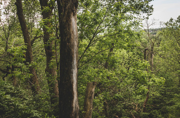 Fototapeta premium Beautiful Forest in Late May
