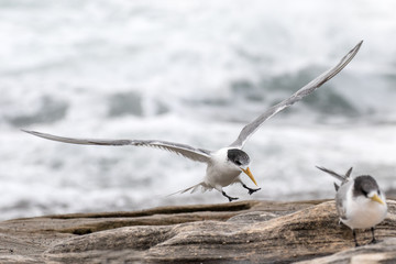 Crested Tern in flight