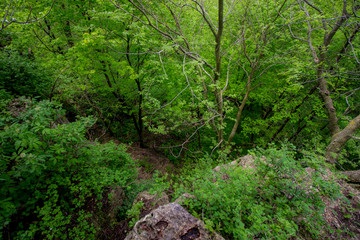 Beautiful Rock Cliffs in a Dense Late Spring Forest at Ledge County Park near Horicon Marsh, Wisconsin
