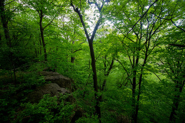 Beautiful Rock Cliffs in a Dense Late Spring Forest at Ledge County Park near Horicon Marsh, Wisconsin