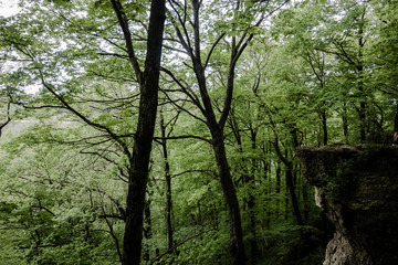 Fototapeta premium Beautiful Rock Cliffs in a Dense Late Spring Forest at Ledge County Park near Horicon Marsh, Wisconsin