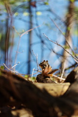 Chipmunk in a forest in Ontario, Canada. 