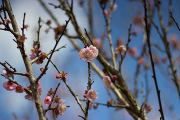 blooming cherry tree