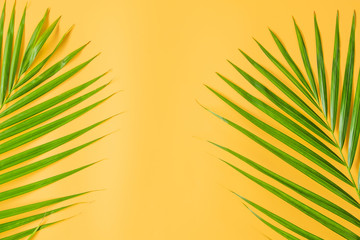 Palm leaf isolated on orange background. Summer background concept.