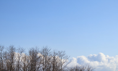 木　冬　素材