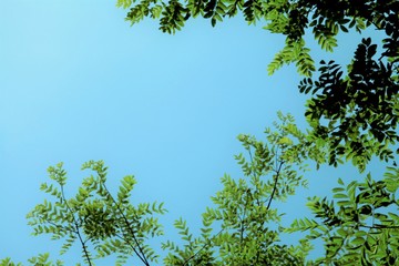 緑のハ—モニ—
　