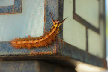 furry caterpillar creeps