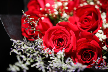 Romance  Red Rose Blooming Flower for Valentine Lover 