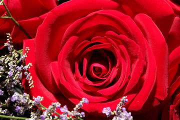 Romance  Red Rose Blooming Flower for Valentine Lover 
