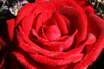 Romance  Red Rose Blooming Flower for Valentine Lover 