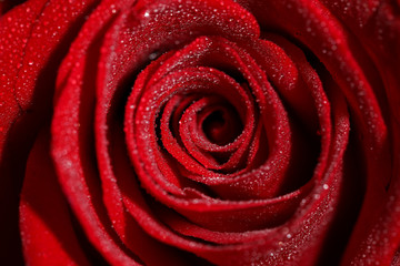 Romance  Red Rose Blooming Flower for Valentine Lover 