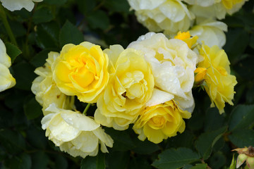 花びらが黄色から白のグラデーションで花束のように咲いているバラ