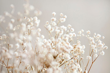 Close-up van witte bloemen