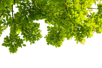 Tree branch with green leaf isolated on white with clipping path for object and retouch design.