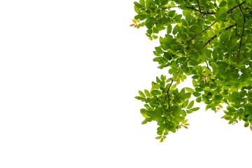 Tree branch with green leaf isolated on white with clipping path for object and retouch design.