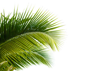 Obraz na płótnie Canvas coconut palm leaf isolated on white with clipping path for object and retouch design.