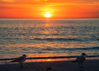sunset over the ocean, sea, beach, sun, seagulls, red, reflection, surf, bird, dusk, summer, Siesta Key, Florida