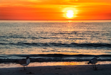 sunset over the ocean, sea, sun, ocean, sky, beach, water, seagulls, orange, evening, reflection, Siesta Key, Florida