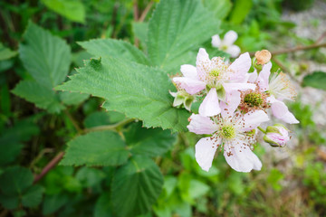 ブラックベリー,花,ピンク色,クローズアップ,白色,初夏,青々した,栽培,園芸,ガーデニング,植物,鮮明,明るい,美し,綺麗,かわいい,雌しべ