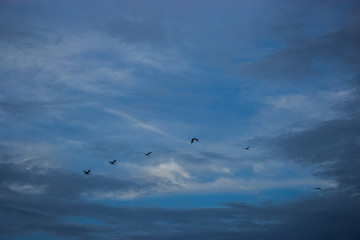 birds in the sky