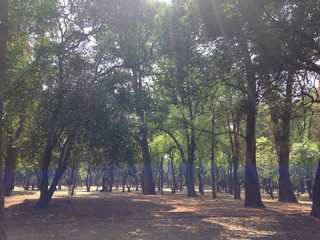 Bosque Mágico