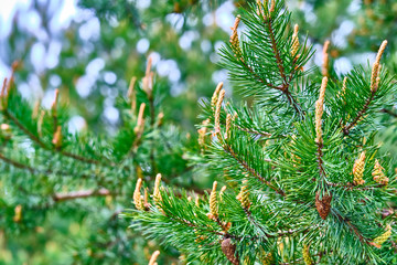 the young bump grows on a branch of spruce color