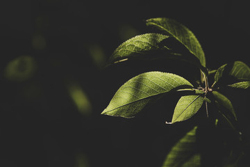 Green leaf close up lit by a ray of sunshine. The magical world of nature, the structure of the leaf of bird cherry.
