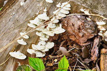 wild fungus that grows on the trunk of a felled tree. not all wild mushrooms are eaten, there are...