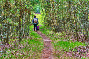 Obraz premium man walks along a path in a wild forest color