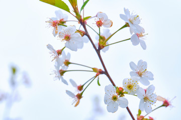 white tree flowers close-up blure background color