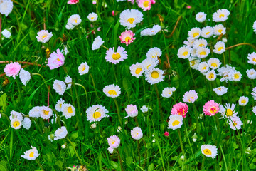 wildflowers on green grass, blurred background. View from above color