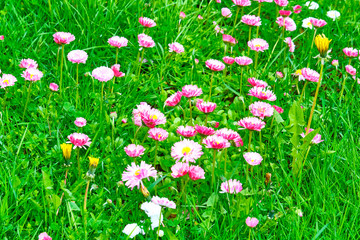 wildflowers on green grass, blurred background. View from above color