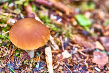 Wild mushroom growing in the forest. Natural color
