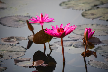 Three beautiful blooming pink lotus on a lake in Cambodia