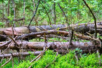 A fallen dry tree in the taiga is a source of increased fire danger during the dry season. Close-up of the trunk and branches of a fallen pine tree without needles in the forest color