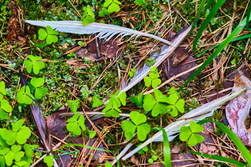 bird feathers lie on the grass in the forest color