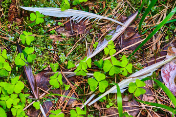 bird feathers lie on the grass in the forest color
